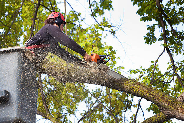 Trusted Orangevale, CA Tree Service Experts